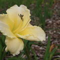 Hemerocallis x cultorum 'White Zone'