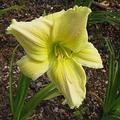 Hemerocallis x cult. 'Pistachio Mint'