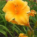 Hemerocallis x cultorum 'Mc Pick' 