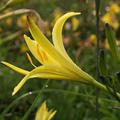 Hemerocallis citrina