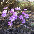 Hepatica nobilis