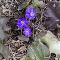 Hepatica nobilis, Hepatica nobilis