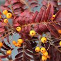 Herbst-Eberesche 'Autumn Spire' mit vielen gesunden Frchten