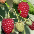 Himbeere Primeberry® Autumn Best®