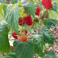 Himbeeren, Herbsthimbeere Primeberry Autumn Happy, Obst, Frchte, Frucht