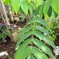 Herznuss Heartbreaker, Juglans ailantifolia var. cordiformis