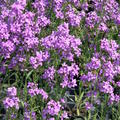 Hesperis matronalis