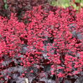 Heuchera Black Forest Cake, Staude, Pppel