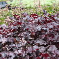 Heuchera Black Pearl, Staude, Pppel
