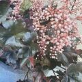 Heuchera 'Black Pearl' (S), Heuchera Black Pearl (S)