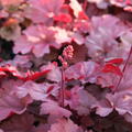 Heuchera 'Cherry Cola'