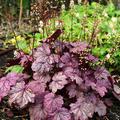 Heuchera Hybr. 'Sugar Plum' (S)