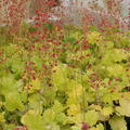 Heuchera Northern Exposure Lime, Staude, Pppel