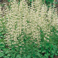 Heuchera sanguinea 'White Cloud', Purpurglckchen