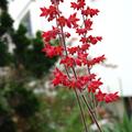 Heuchera sanguinea 'Leuchtkfer', Heuchera sanguinea 'Leuchtkfer'
