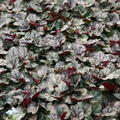 Heuchera x micrantha 'Jade Gloss'  (S)