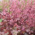 Heuchera x micrantha 'Rachel'