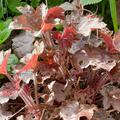 Heuchera x micrantha 'Rachel', Heuchera x micrantha 'Rachel'