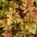 Heuchera 'Marmelade', Purpurglckchen