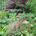 Heucherella Hybr. 'Pink Revolution', Heucherella Hybr. 'Pink Revolution'