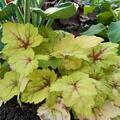 Heucherella Hybr. 'Stoplight', Heucherella Hybr. 'Stoplight'