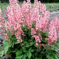 Heucherella Hybr. 'Pink Revolution'