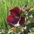 Hibiscus Cranberry Crush