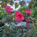 Hibiscus moscheutos 'Luna Red', Hibiskus 'Luna Red'