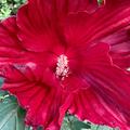 Riesen-Hibiskus 'Midnight Marvel', Blte, Hibiscus moscheutos 'Midnight Marvel'