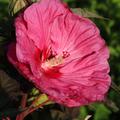 Hibiscus moscheutos Staudenhibiskus 'Berry Awesome'