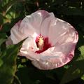 Hibiscus moscheutos, Staudenhibiskus 'Cherry Cheesecake