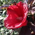 Hibiscus moscheutos, Staudenhibiskus 'Midnight Marvel'