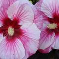 Hibiscus moscheutos, Staudenhibiskus 'Perfect Storm'