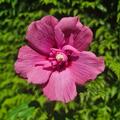 Hibiskus Eibisch Flower Tower Ruby, Hibiscus syriacus Flower Tower Ruby