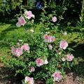 Hibiskus, Eibisch 'Pink Chiffon', Hibscus syriacus 'Pink Chiffon'
