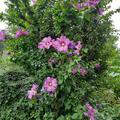 Hibiskus, Eibisch 'Woodbridge' XXL Pflanze, Hibiscus syriacus 'Woodbridge'