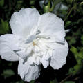 Hibiskus, Eibisch 'White Chiffon' (Hibiscus syriacus 'White Chiffon')