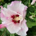 Hibiskus 'White Chiffon', Hibiscus syriacus 'White Chiffon'