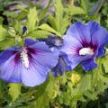 Hibiscus syriacus 'Oiseau bleu, Blüten