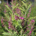 indigofera heterantha