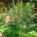 Indigofera heterantha, etablierte  Pflanze