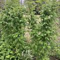 Himbeere Black Jewel, Rubus occidentalis