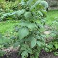 Himbeere Lubera Sanibelle(S), Rubus idaeus