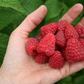 Sommerhimbeeren Tulameen