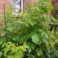Himbeere Twotimer 'Allyouneed', Rubus idaeus
