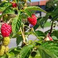 Himbeere Twotimer Sugana, Rubus idaeus