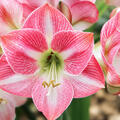 Hippeastrum, CherryBloss, Amaryllis