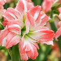 Hippeastrum 'Giant Amadeus', Amaryllis