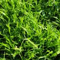 Hirschhorn-Salat, Plantago coronopus