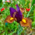 Hollndische Schwertlilie 'Tigereye', Iris hollandica 'Tigereye'